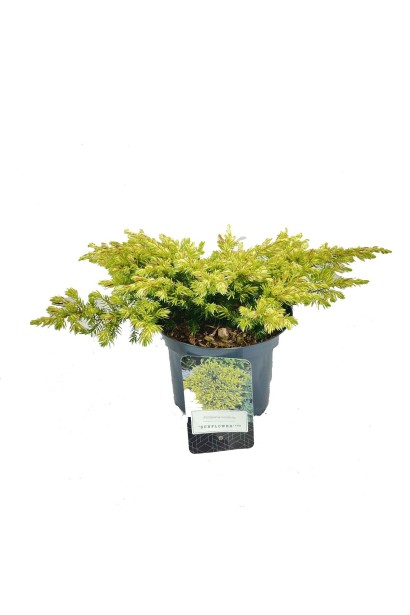 Компактний ялівець Sunflower у чорному горщику на білому фоні.